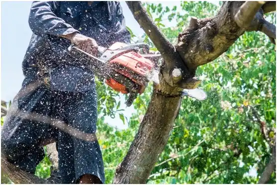 tree services Cibolo